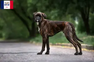 Read more about the article Boxer breeders and puppies in Iowa