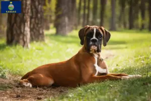 Read more about the article Boxer breeders and puppies in Kansas