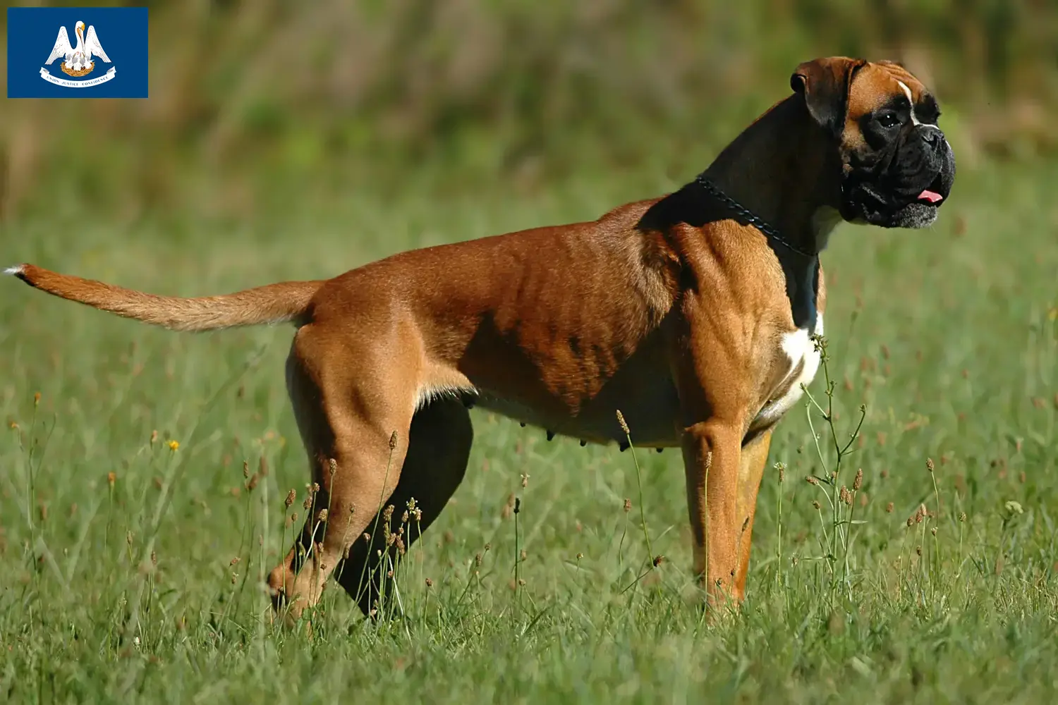 Boxer puppies and breeder Louisiana Here you can find Boxer breeders in Louisiana.