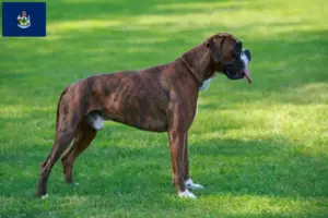 Read more about the article Boxer breeders and puppies in Maine