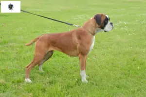 Read more about the article Boxer breeders and puppies in Massachusetts