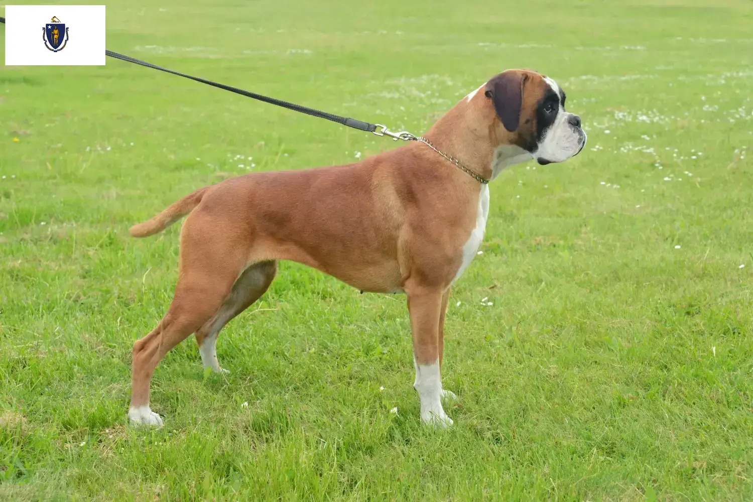 Boxer puppies and breeders Massachusetts Here you can find Boxer breeders in Massachusetts.