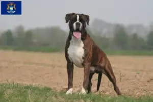 Read more about the article Boxer breeders and puppies in Michigan
