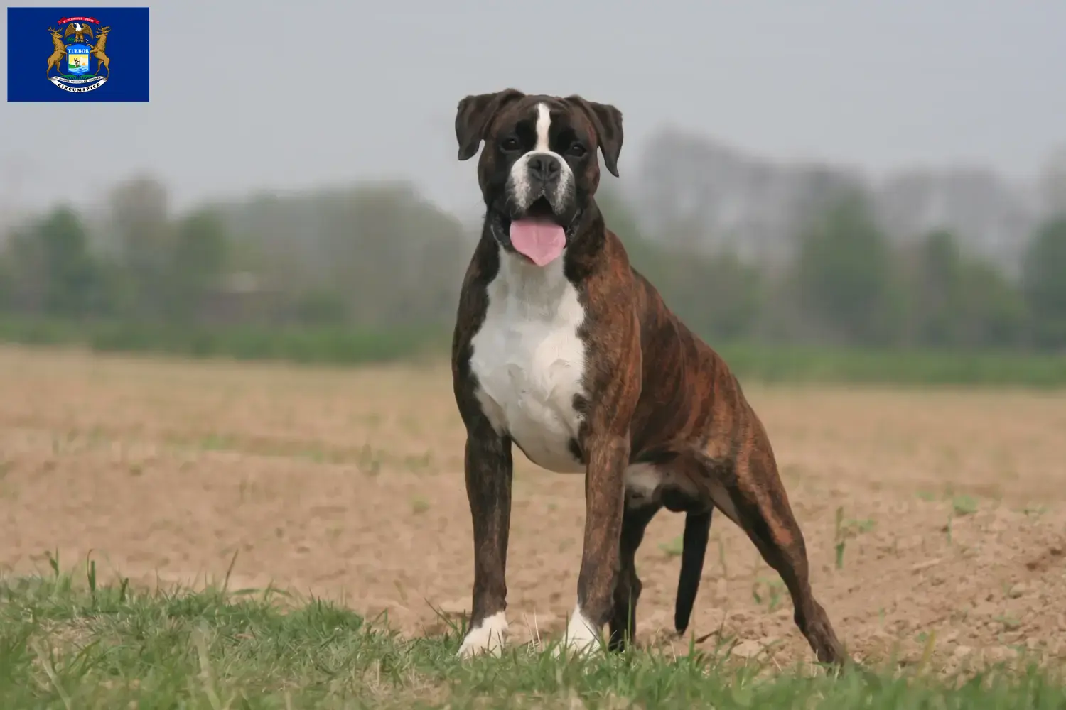 Boxer puppies and breeders Michigan Find Boxer breeders in Michigan here.