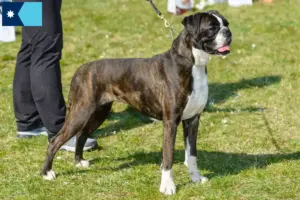 Read more about the article Boxer breeders and puppies in Minnesota
