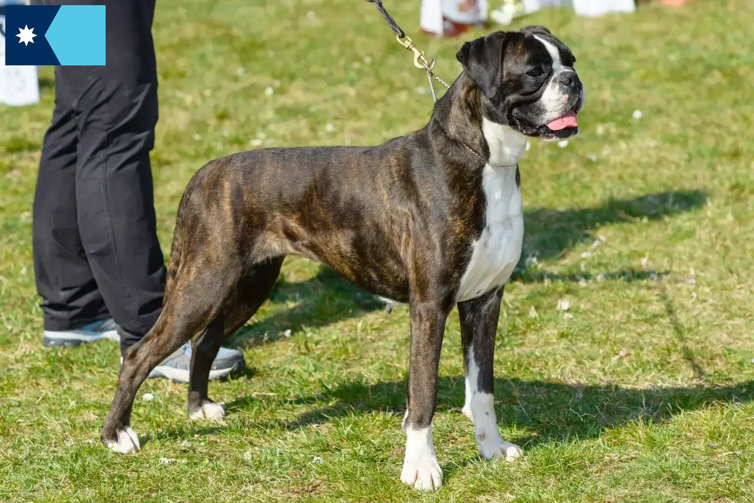 Boxer puppies and breeders Minnesota Here you can find Boxer breeders in Minnesota.