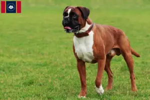 Read more about the article Boxer breeders and puppies in Mississippi