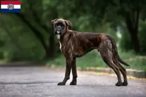 Read more about the article Boxer breeders and puppies in Missouri
