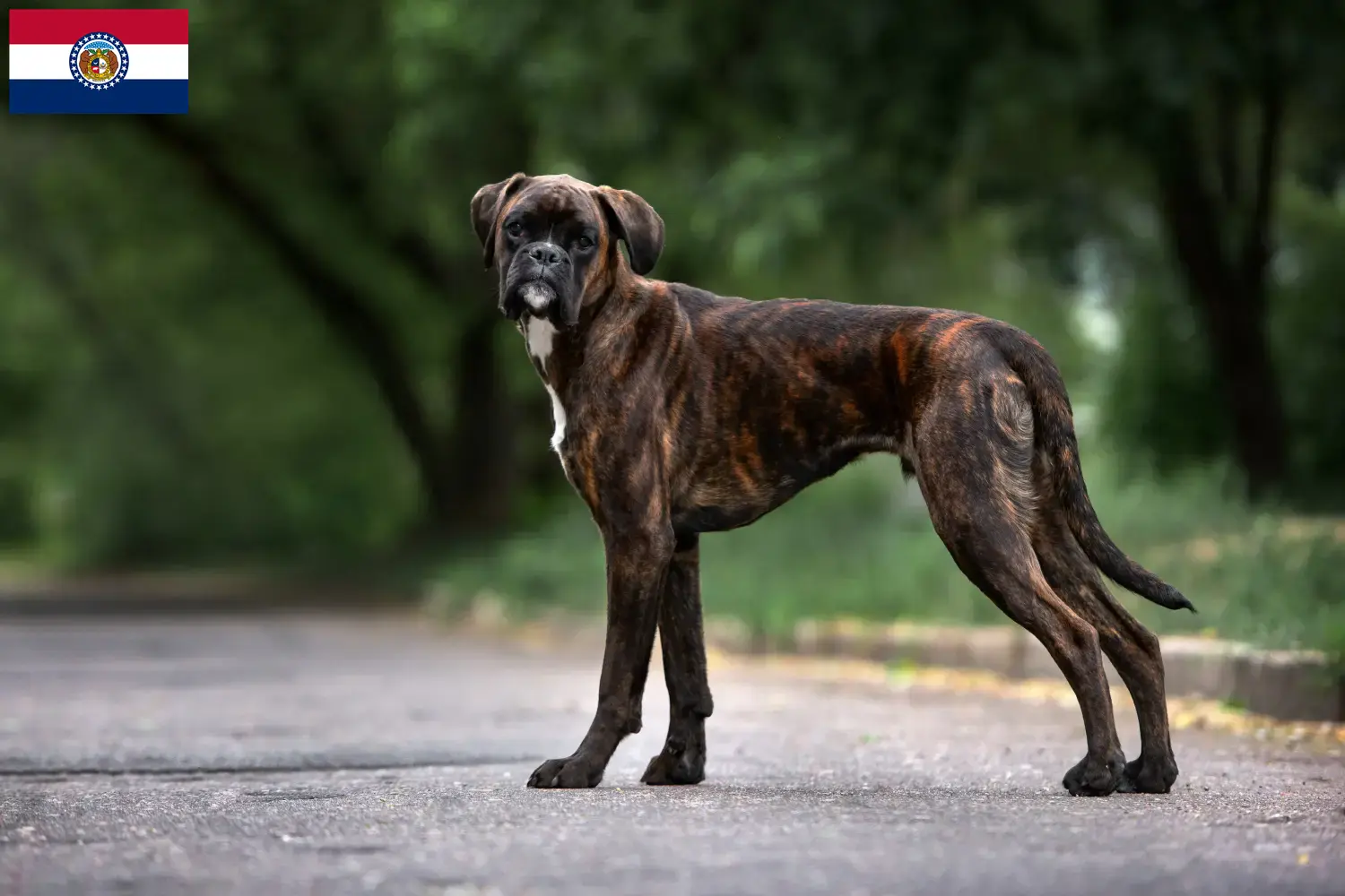 Boxer puppies and breeder Missouri Find Boxer breeders in Missouri here.