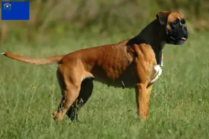Read more about the article Boxer breeders and puppies in Nevada