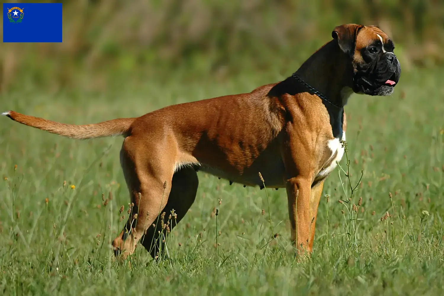 Boxer puppies and breeder Nevada Find Boxer breeders in Nevada here.
