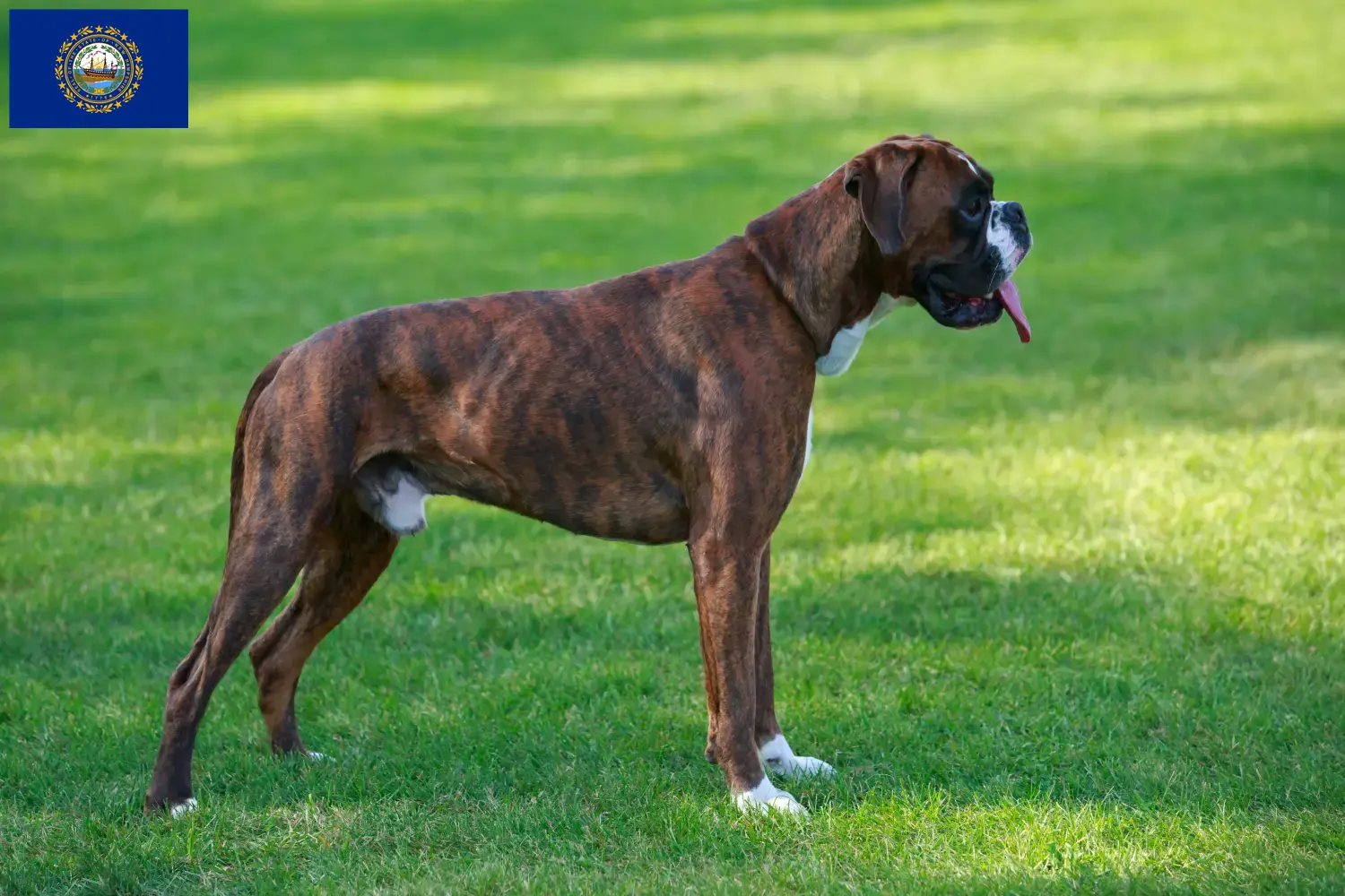 Boxer puppies and breeder New Hampshire Find Boxer breeders in New Hampshire here.