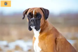 Read more about the article Boxer breeders and puppies in New Jersey