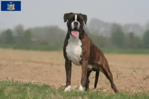 Read more about the article Boxer breeders and puppies in New York