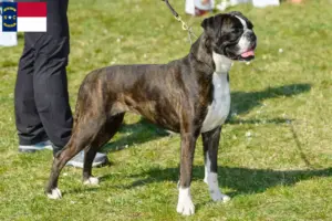 Read more about the article Boxer breeders and puppies in North Carolina