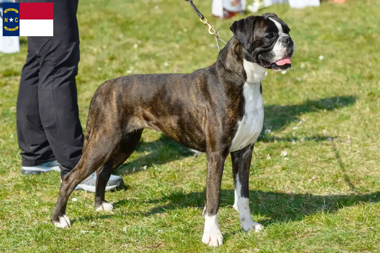 Boxer puppies and breeders North Carolina Find Boxer breeders in North Carolina.