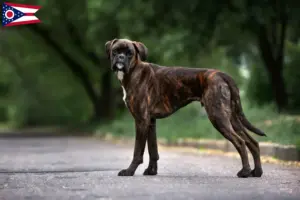 Read more about the article Boxer breeders and puppies in Ohio