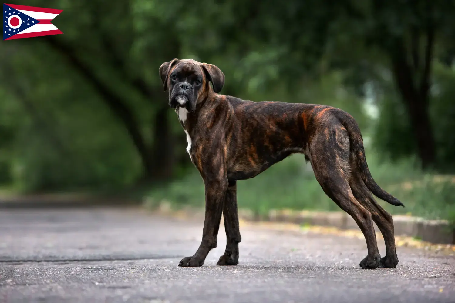 Boxer puppies and breeder Ohio Find Boxer breeders in Ohio here.