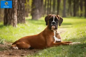 Read more about the article Boxer breeders and puppies in Oklahoma