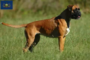 Read more about the article Boxer breeders and puppies in Pennsylvania