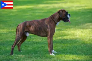 Read more about the article Boxer breeders and puppies in Puerto Rico