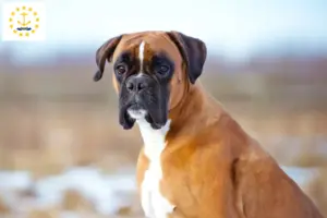 Read more about the article Boxer breeders and puppies in Rhode Island