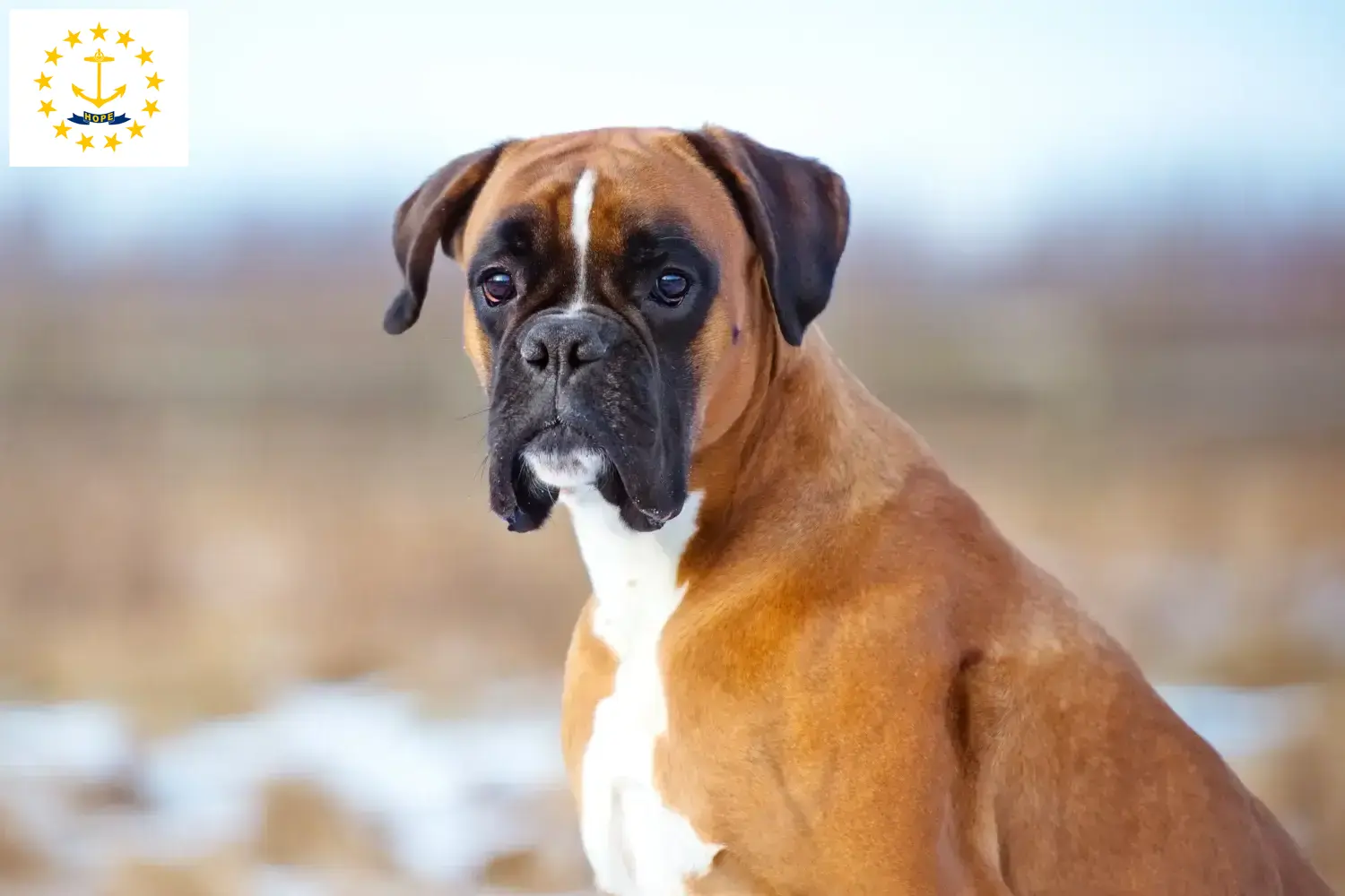 Boxer puppies and breeders Rhode Island Find here Boxer breeders in Rhode Island.