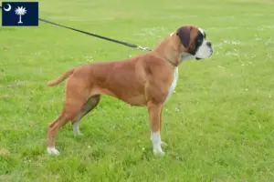 Read more about the article Boxer breeders and puppies in South Carolina
