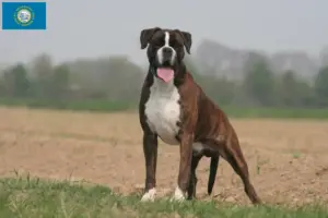 Read more about the article Boxer breeders and puppies in South Dakota