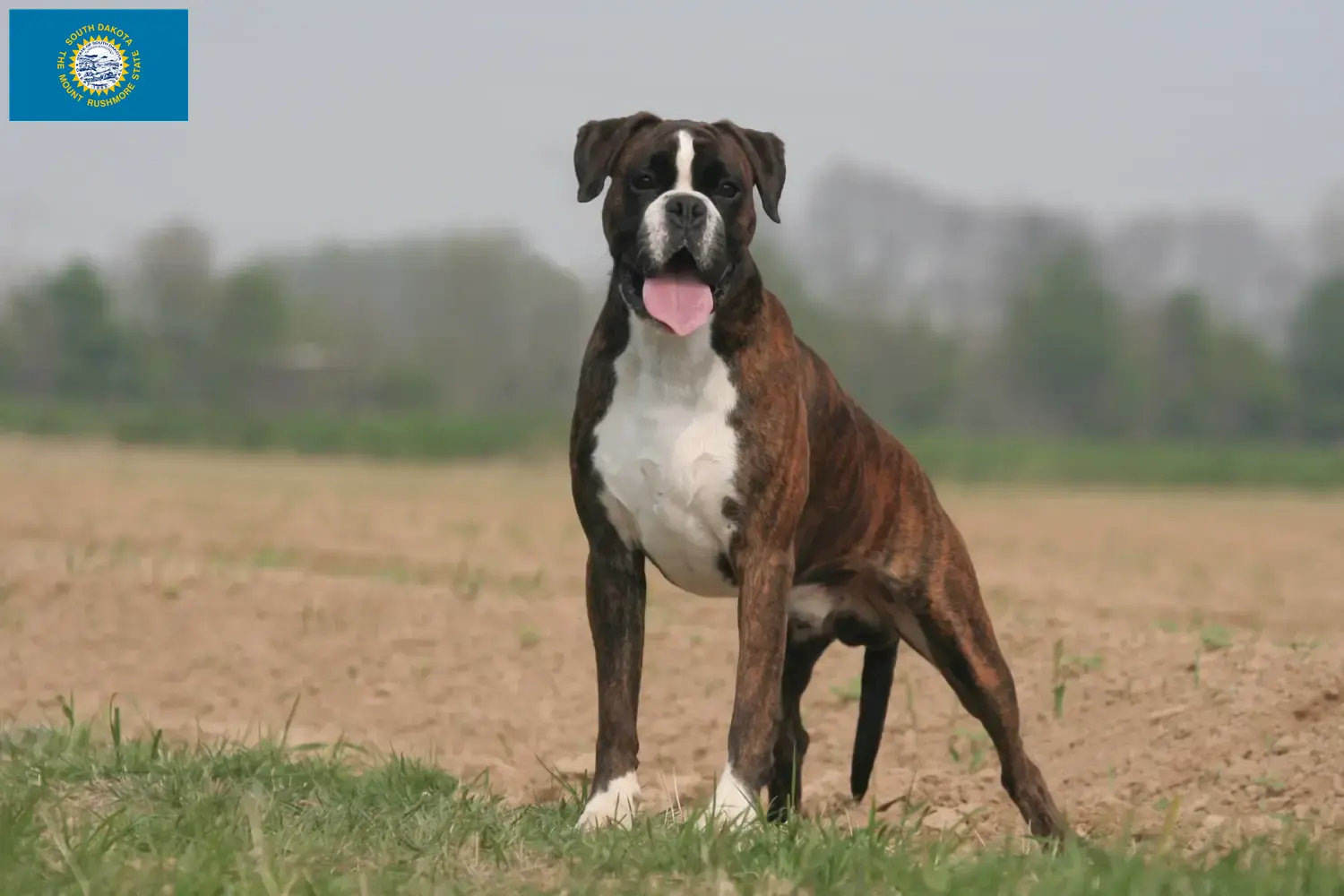 Boxer puppies and breeders South Dakota Here you can find Boxer breeders in South Dakota.