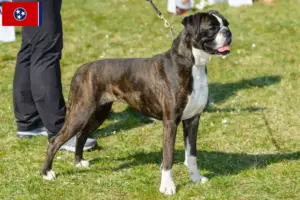 Read more about the article Boxer breeders and puppies in Tennessee