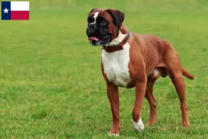 Read more about the article Boxer breeders and puppies in Texas