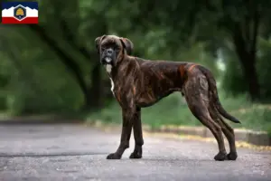 Read more about the article Boxer breeders and puppies in Utah