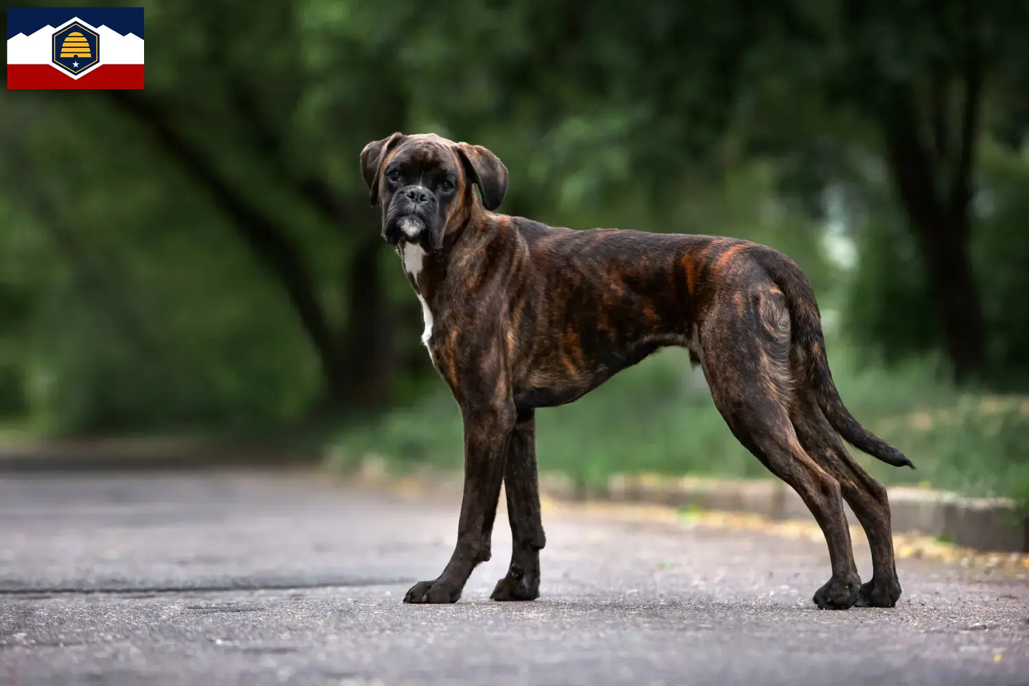 Boxer puppies and breeder Utah Here you can find Boxer breeders in Utah.