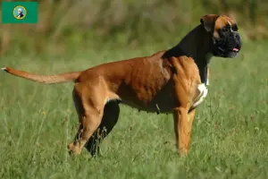 Read more about the article Boxer breeders and puppies in Washington