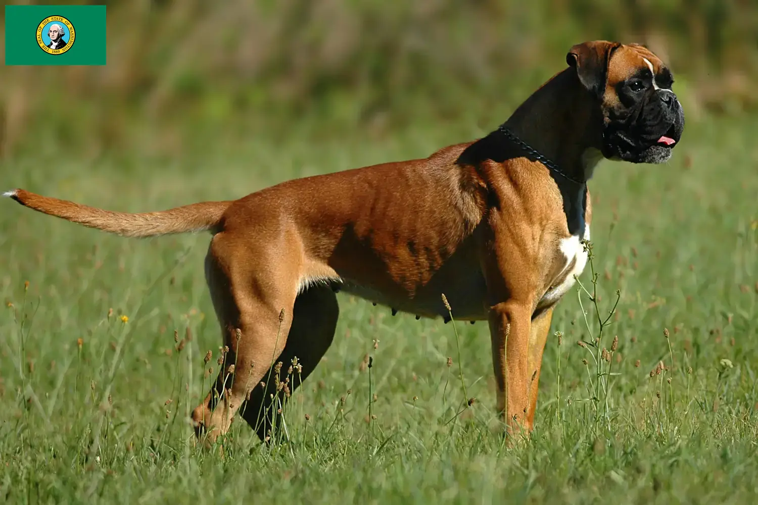 Boxer puppies and breeders Washington Find Boxer breeders in Washington here.