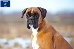 Read more about the article Boxer breeders and puppies in Wisconsin