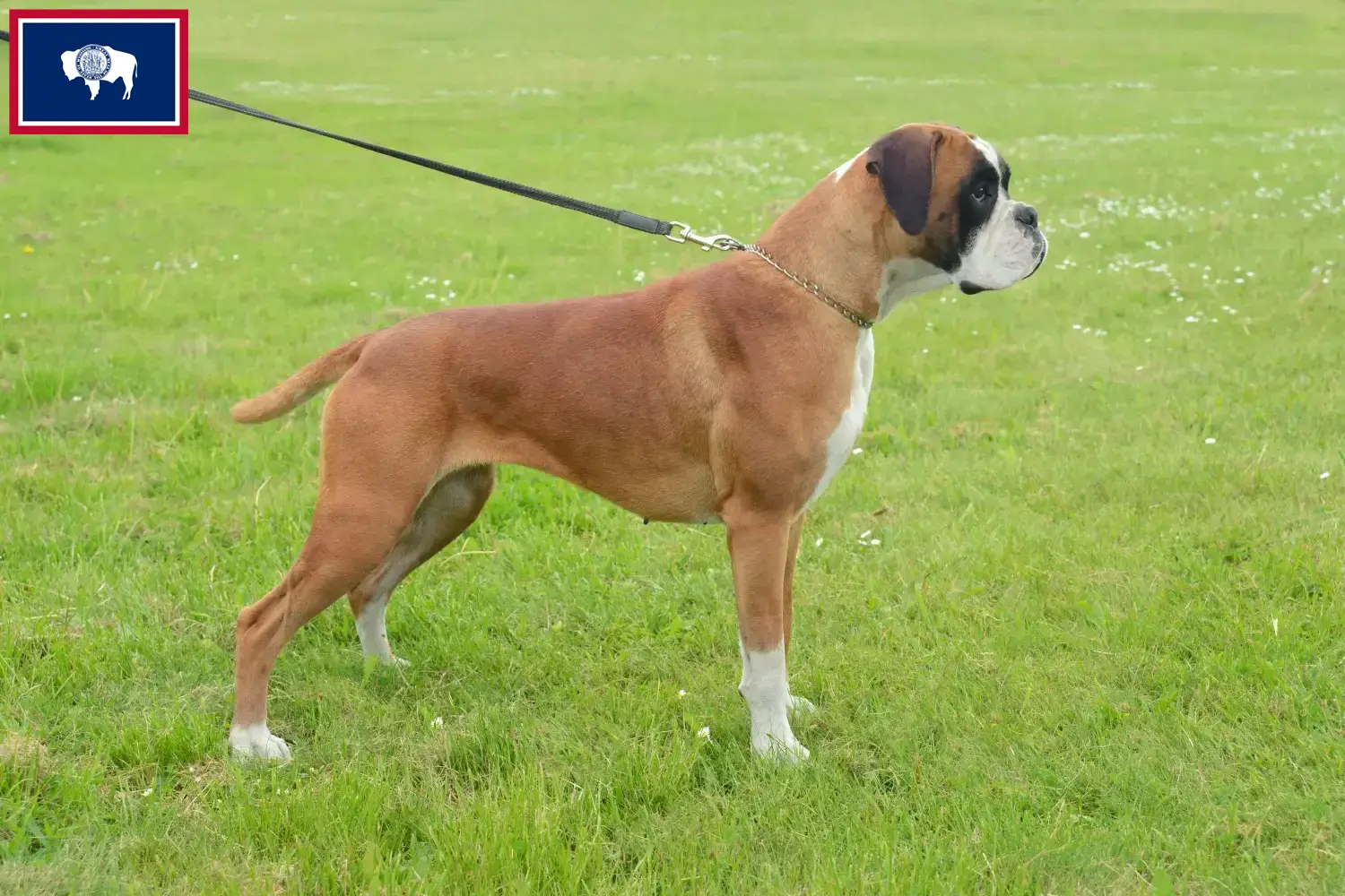 Boxer puppies and breeders Wyoming Find Boxer breeders in Wyoming here.