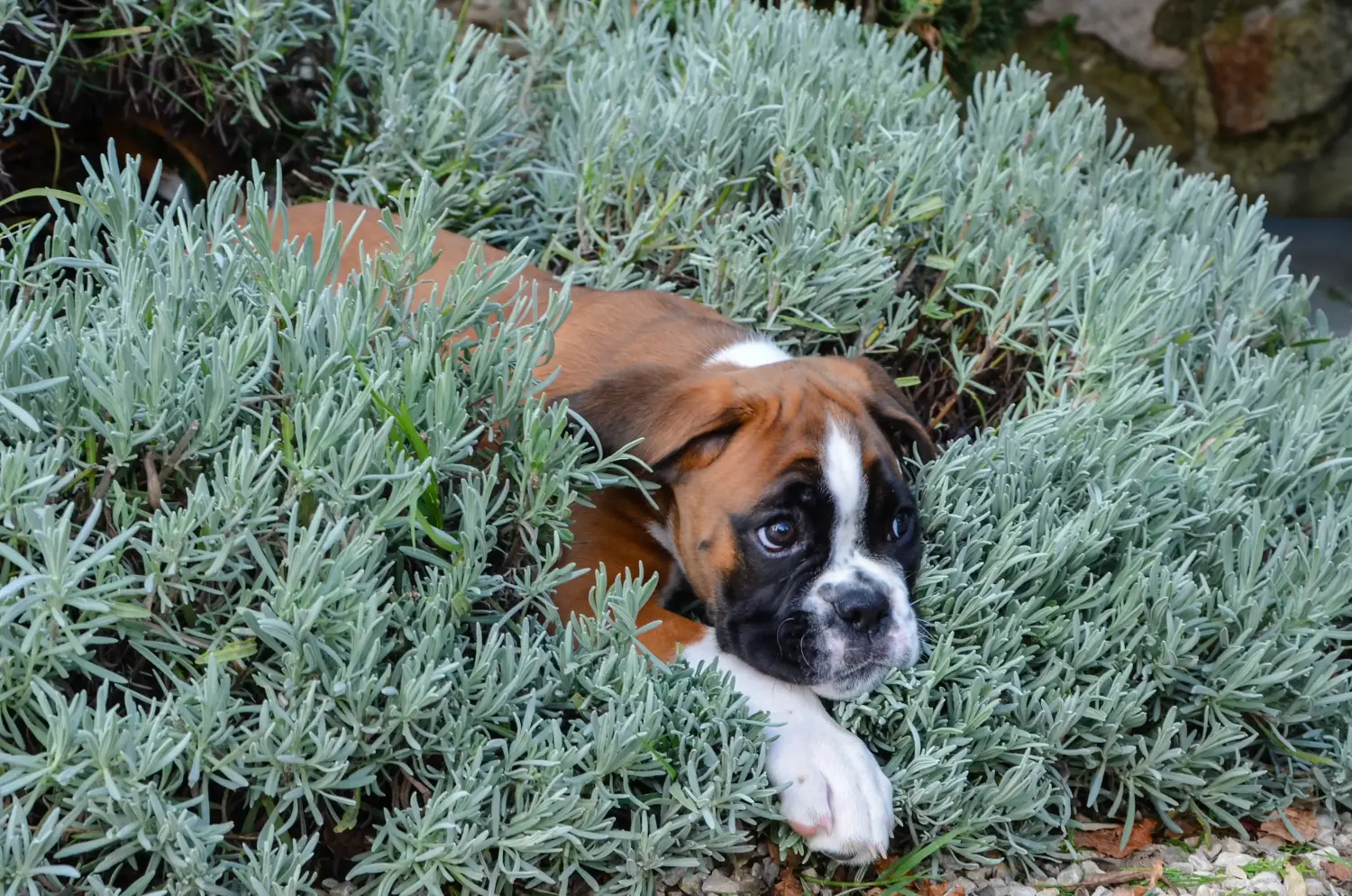 Buying a Boxer puppy means taking responsibility! Buy Boxer puppies.