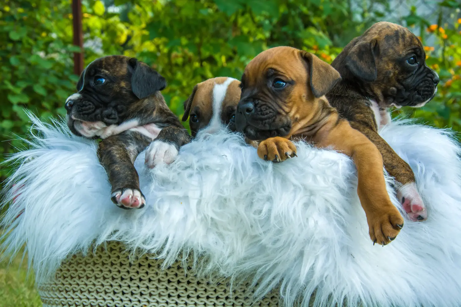 Buying a Boxer puppy means taking responsibility! Buy Boxer puppies.
