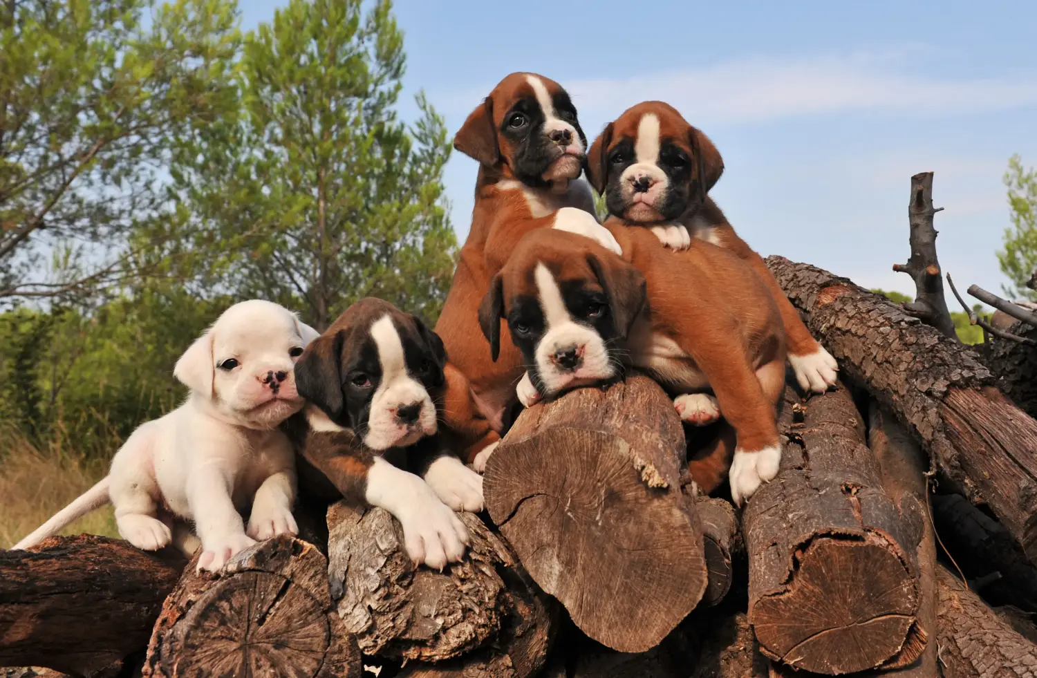 Buying a Boxer puppy means taking responsibility! Buy Boxer puppies.