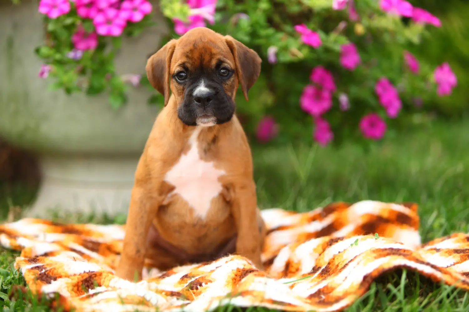Buying a Boxer puppy means taking responsibility! Buy Boxer puppies.
