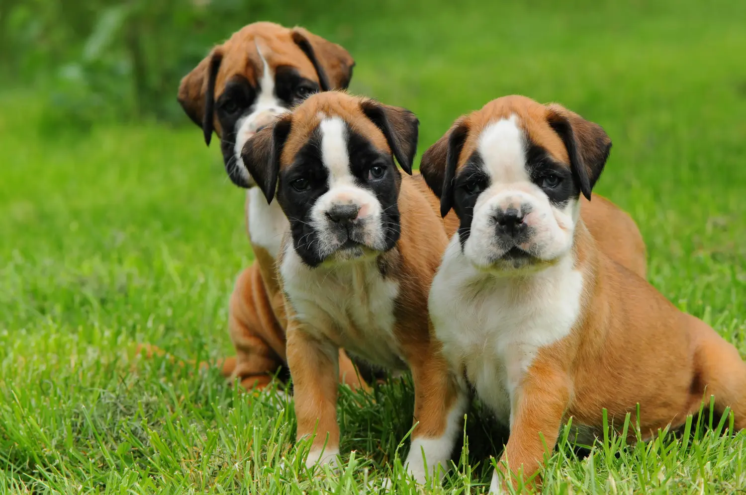 Buying a Boxer puppy means taking responsibility! Buy Boxer puppies.