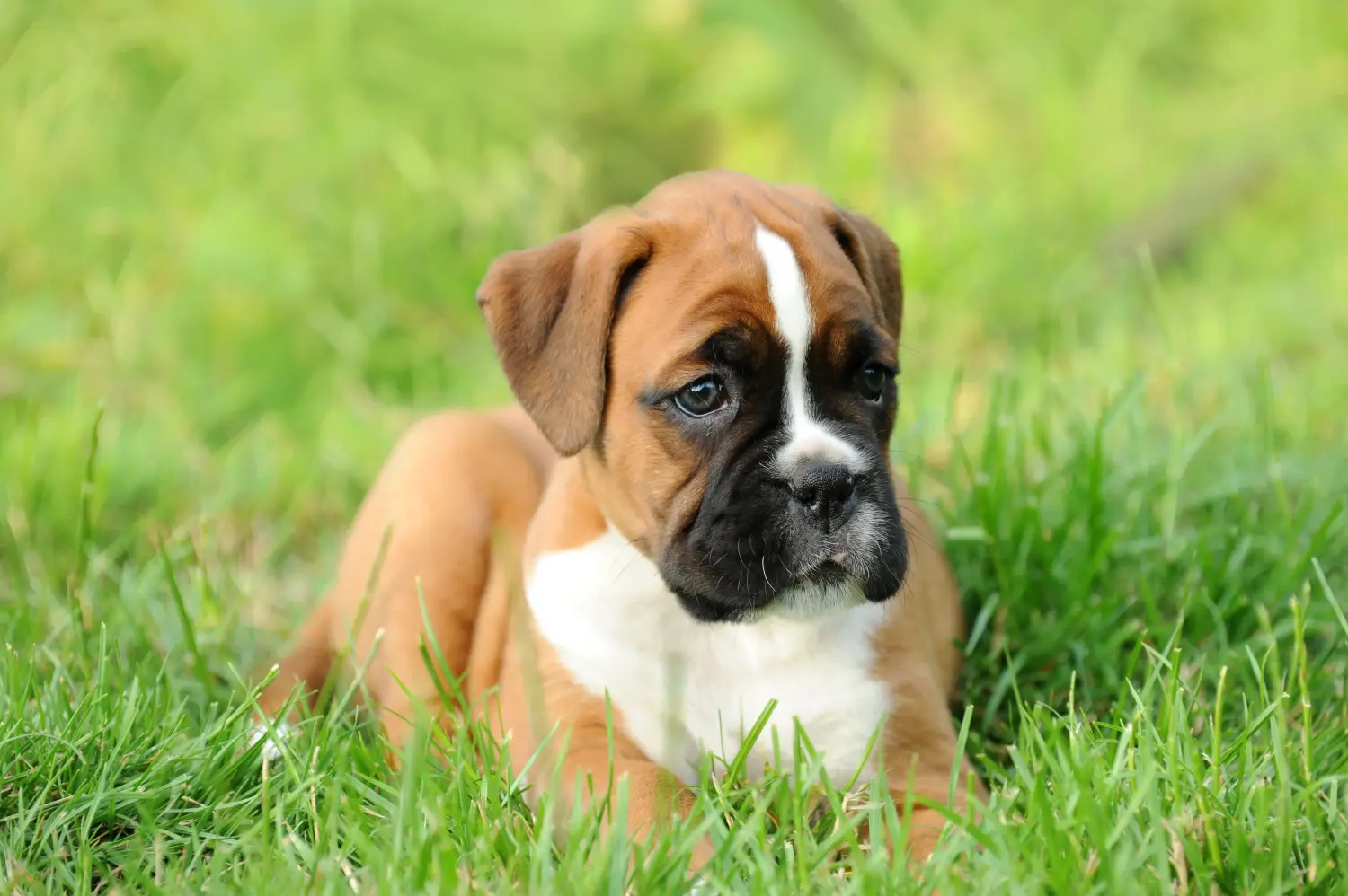 Buying a Boxer puppy means taking responsibility! Buy Boxer puppies.
