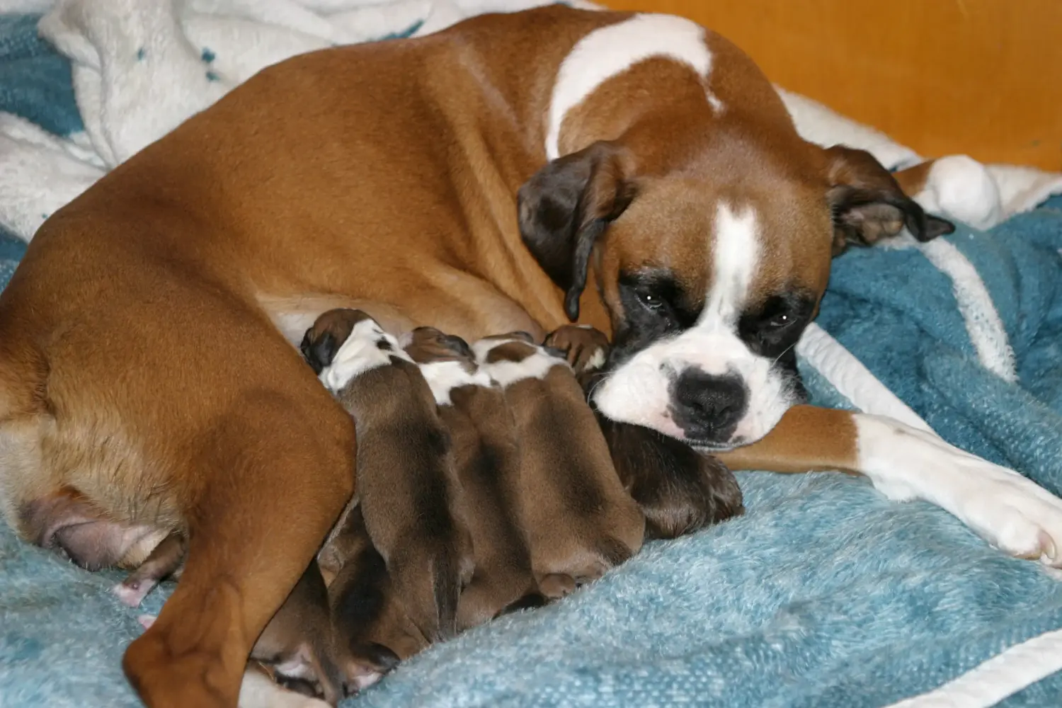 Buying a Boxer puppy means taking responsibility! Buy Boxer puppies.