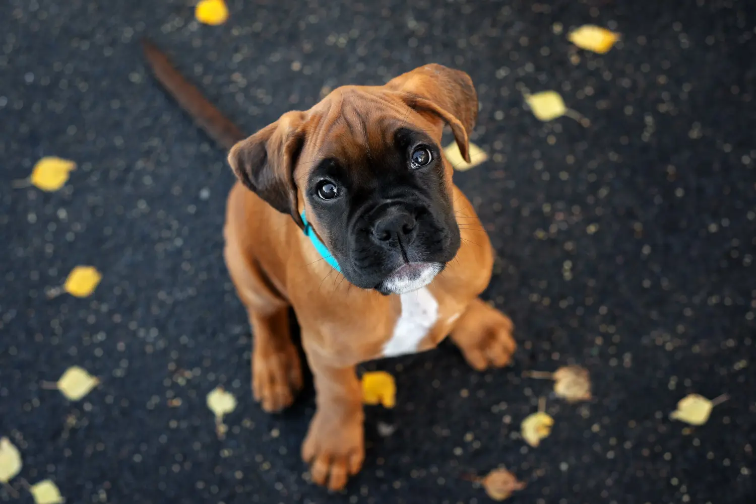Buying a Boxer puppy means taking responsibility! Buy Boxer puppies.