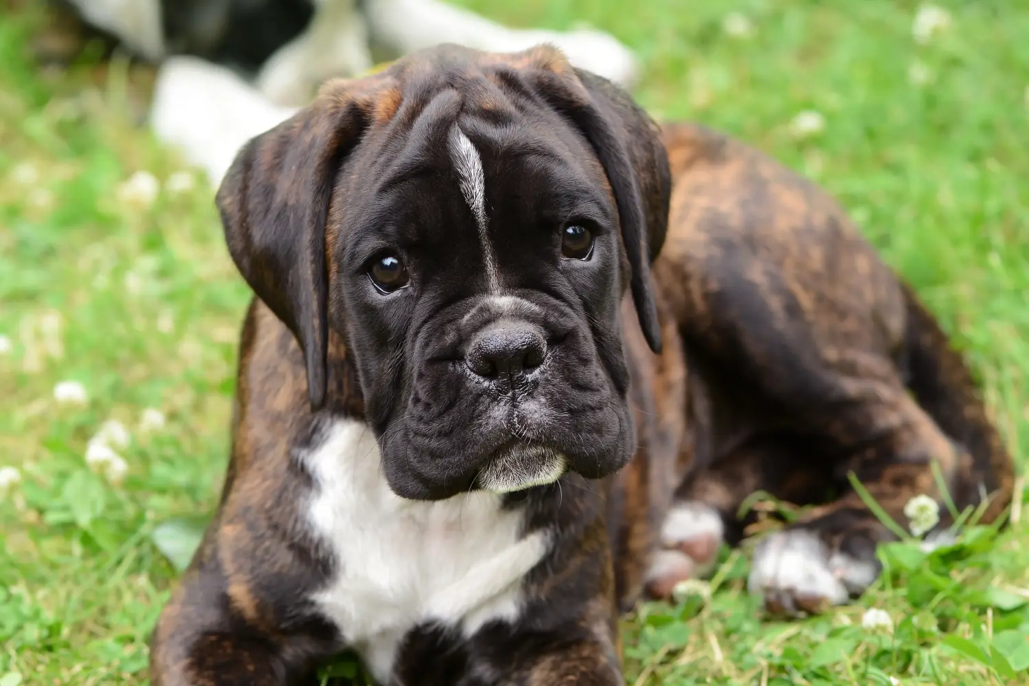 Buying a Boxer puppy means taking responsibility! Buy Boxer puppies.
