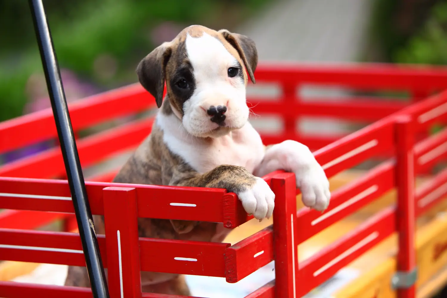 Buying a Boxer puppy means taking responsibility! Buy Boxer puppies.