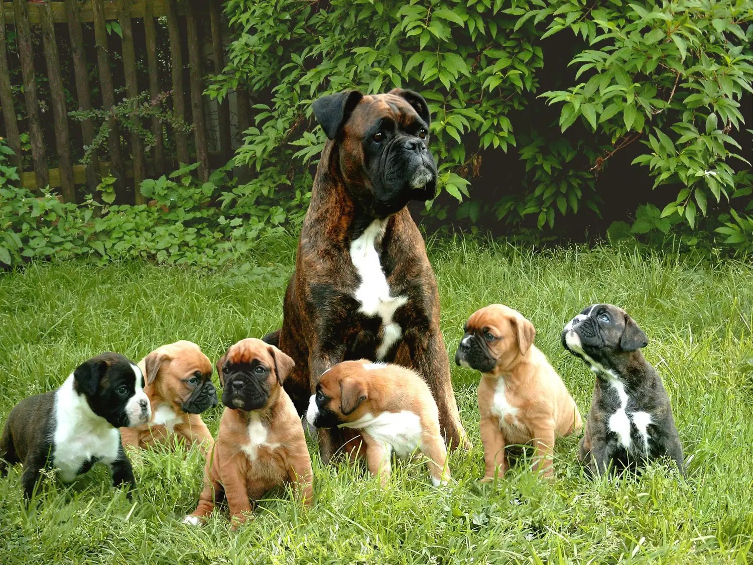 Buying a Boxer puppy means taking responsibility! Buy Boxer puppies.
