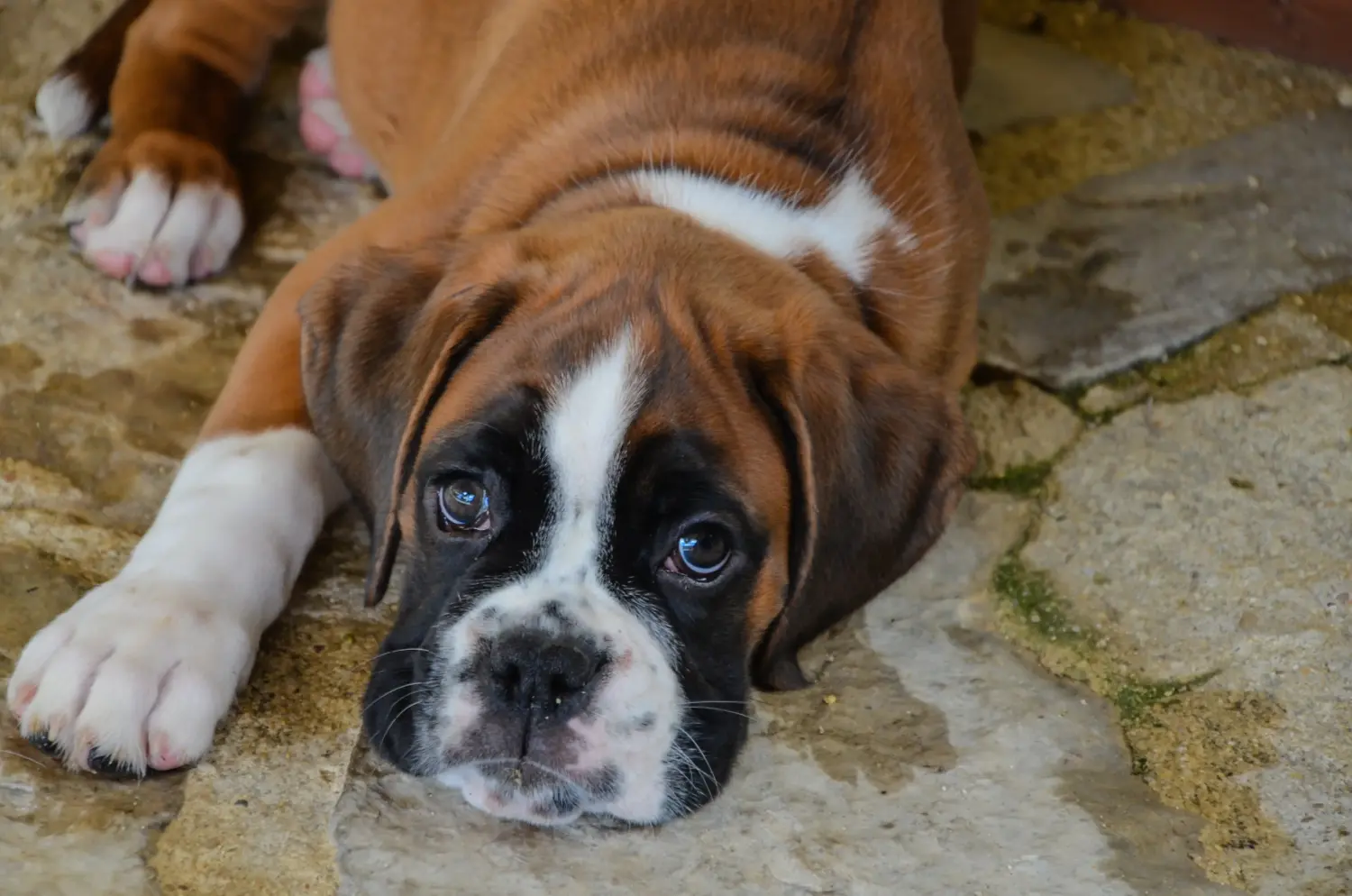 Buying a Boxer puppy means taking responsibility! Buy Boxer puppies.